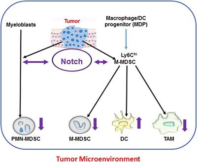 Notch Signaling in Myeloid Cells as a Regulator of Tumor Immune Responses